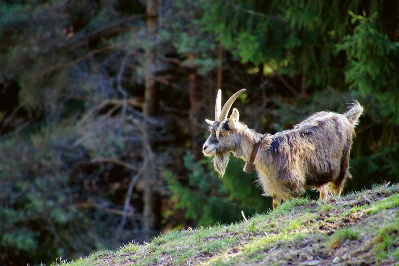 Zwischen Anfang und Mitte Mai werden die Ziegen als erste Tiere auf die Alp getrieben und kommen als letzte, Ende Oktober, wieder ins Tal.