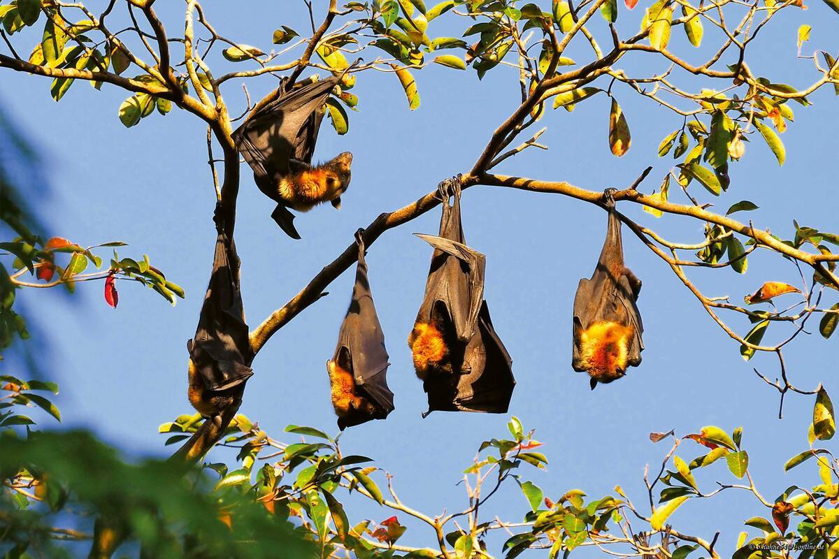 Le nord tropical de l'Australie abrite la plus grande espèce de chauve-souris du monde, le renard volant ou roussette.