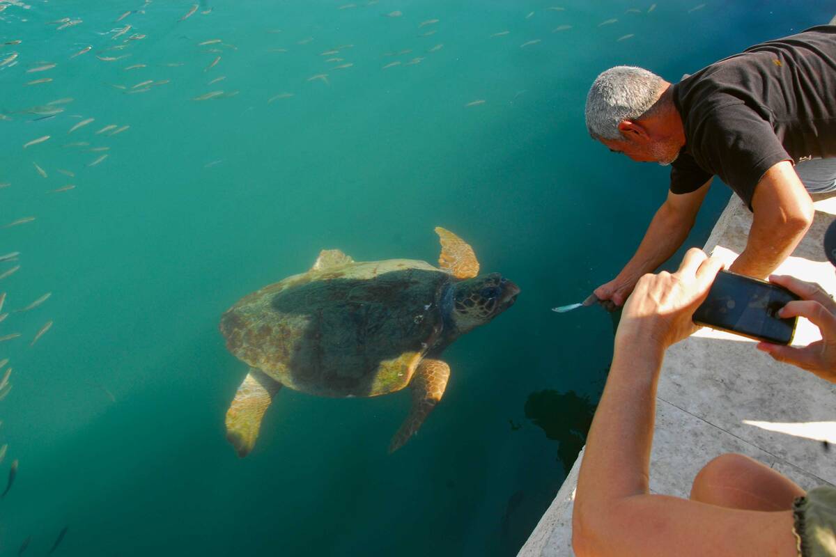 Begegnung mit Schildkröten im Hafenbecken von Argostoli.