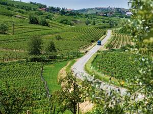 Die mustergültig angelegten Weinberge der Brda lassen sich auf zahlreichen ausgeschilderten Nebenrouten kongenial erschliessen.