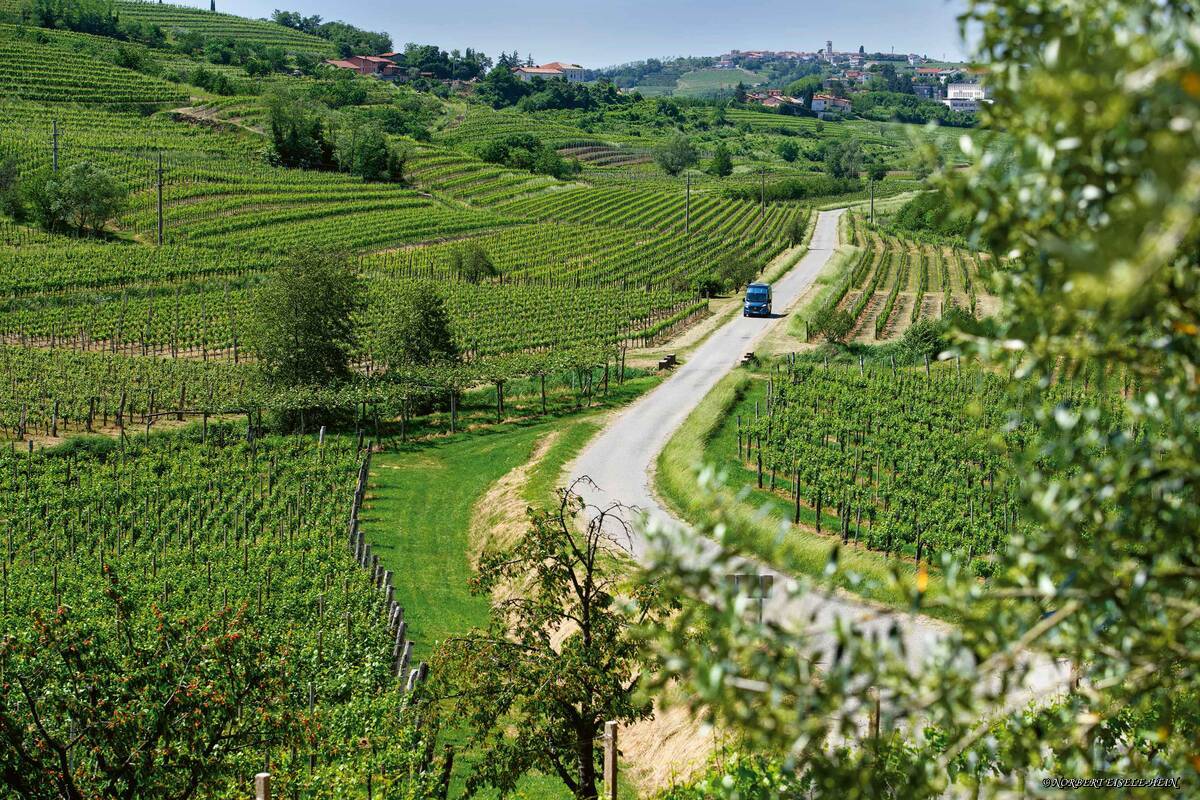 Die mustergültig angelegten Weinberge der Brda lassen sich auf zahlreichen ausgeschilderten Nebenrouten kongenial erschliessen.